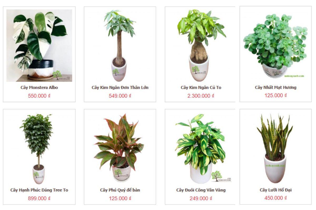 Webcaycanh cung cấp cây cảnh để bàn giá tốt, nhiều lựa chọn cho người tuổi Dậu