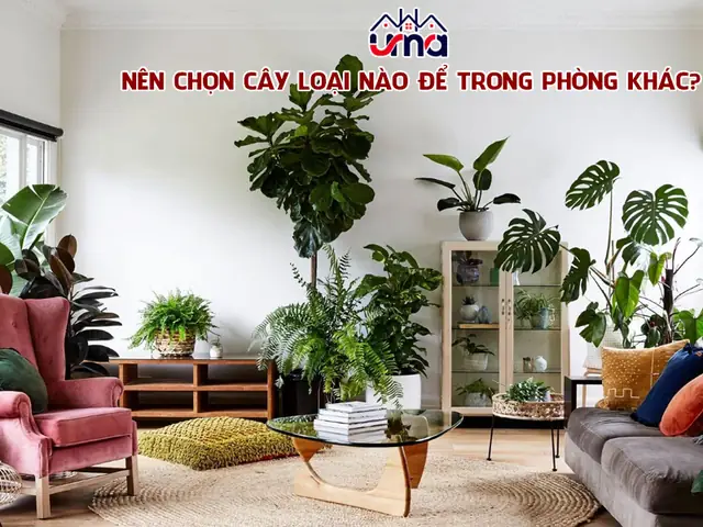 Tốt Nhất Nên Chọn Loại Cây Nào Để Trong Phòng Khách? Tốt Nhất Nên Chọn Loại Cây Nào Để Trong Phòng Khách?