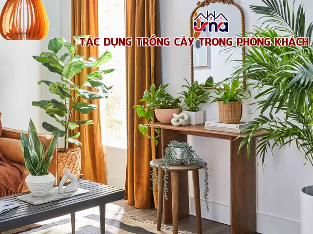 Tìm Hiểu Những Tác Dụng Của Việc Trồng Cây Trong Phòng Khách Tìm Hiểu Những Tác Dụng Của Việc Trồng Cây Trong Phòng Khách