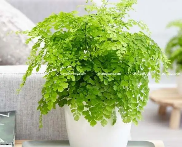 Tác Dụng Của Cây Tóc Thần Vệ Nữ Tác Dụng Của Cây Tóc Thần Vệ Nữ