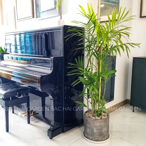 Ứng Dụng Trong Nội Thất Cây Cau Hawaii