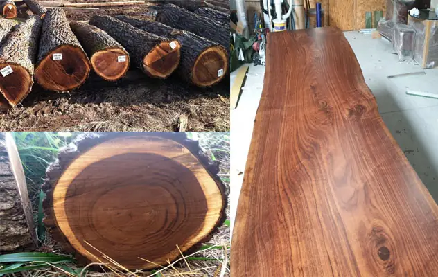 Nội Thất Gỗ Óc Chó (walnut) - Sang Trọng Và Đẳng Cấp Nội Thất Gỗ Óc Chó (walnut) - Sang Trọng Và Đẳng Cấp