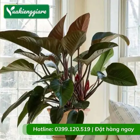 Cây Cảnh Nội Thất Giá Rẻ Cây Cảnh Nội Thất Giá Rẻ