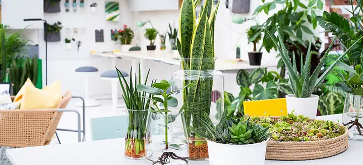 Đánh Giá Chi Tiết Cây Cảnh Nội Thất Giá Rẻ: Mẹo Chọn Và Nơi Mua Uy Tín