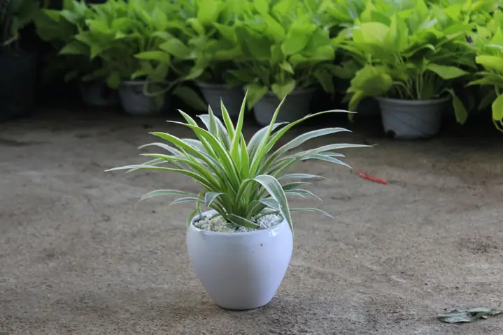 Cã¢y Cáº£nh Ná»i Tháº¥t Háº¥p Thá»¥ Khã­ Äá»c