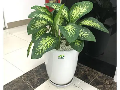 Cã¢y Cáº£nh Ná»i Tháº¥t Háº¥p Thá»¥ Khã­ Äá»c