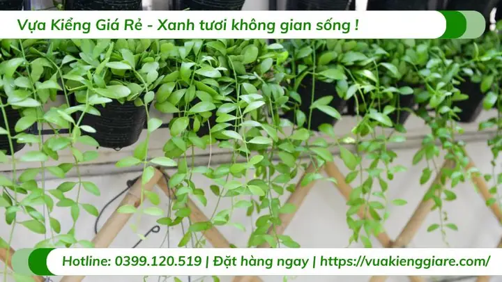Vì Sao Nên Chọn Cây Dây Leo Nội Thất? Vì Sao Nên Chọn Cây Dây Leo Nội Thất?
