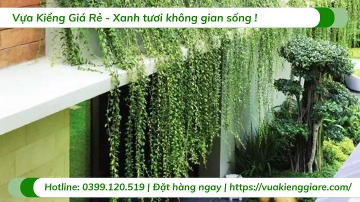 Bí Quyết Giúp Cây Dây Leo Nội Thất Phát Triển Xanh Tốt
