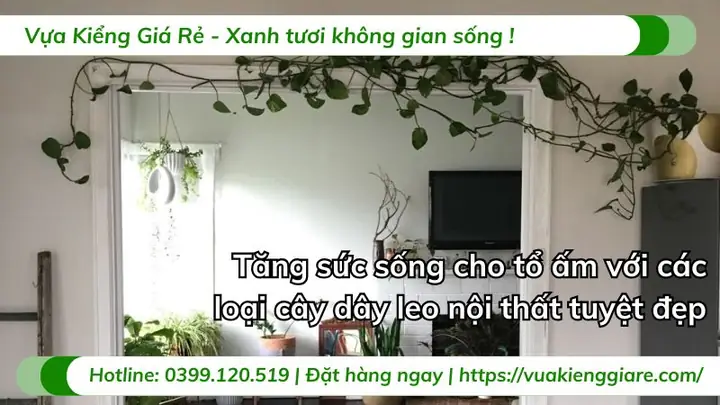 Cây Dây Leo Nội Thất Cây Dây Leo Nội Thất