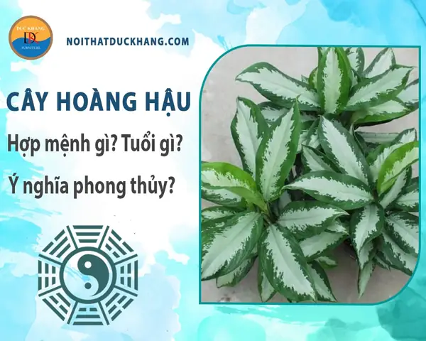 Nguồn Gốc Của Cây Hoàng Hậu Nguồn Gốc Của Cây Hoàng Hậu
