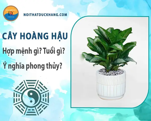 Đặc Điểm Cây Hoàng Hậu