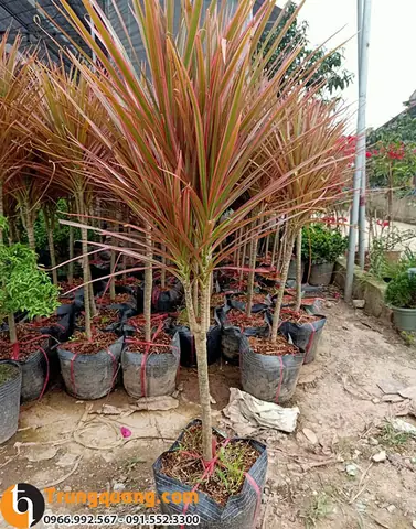 Ý Nghĩa Của Cây Huyết Dụ Kiếm Trong Phong Thủy