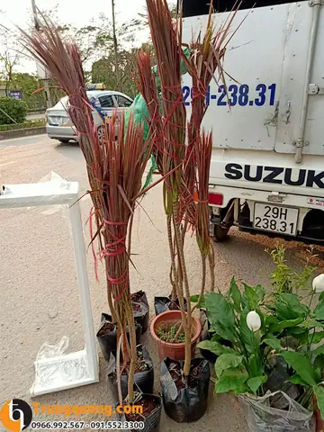 Cách Trồng Và Chăm Sóc Cây Huyết Dụ Kiếm