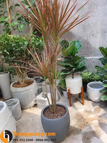 Mô Tả Sơ Bộ Về Cây Huyết Dụ Kiếm