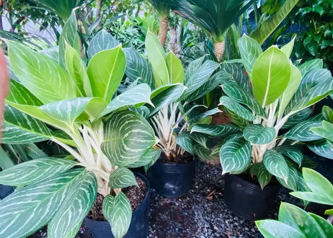 Mua Cây Bạch Mã Hoàng Tử Nội Thất, Cây Cảnh Trong Nhà Được Ưa Chuộng Ở Đâu Uy Tín?