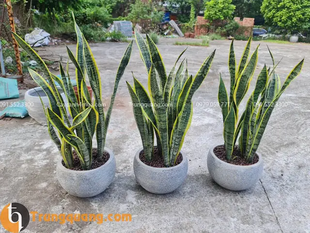 Cây Lưỡi Hổlà Gì?