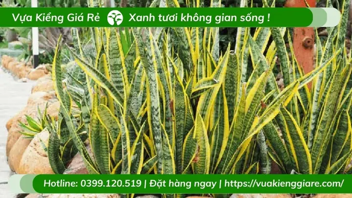 Đặc Điểm Cây Lưỡi Hổ