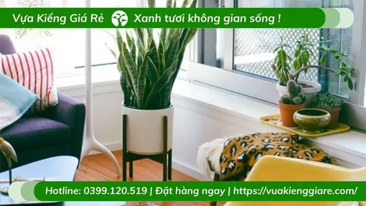 Vị Trí Để Cây Lưỡi Hổ Ở Đâu ?