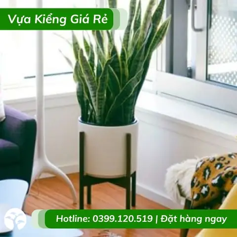Cây Lưỡi Hổ Nội Thất Tphcm