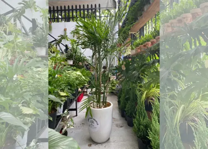 Top 10 Cây Nội Thất Chịu Lạnh Tuyệt Vời Cho Không Gian Sống