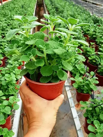 Cây Nội Thất Đà Lạt
