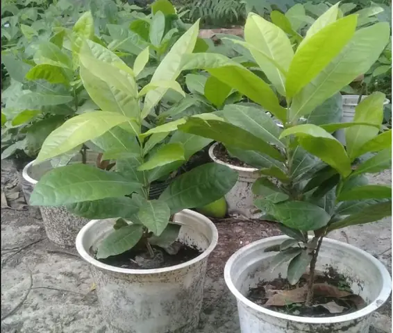 Mai-xanh-thai