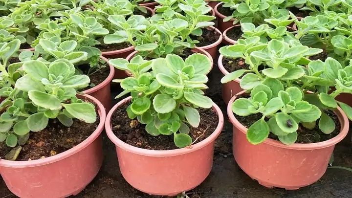 Cây Nội Thất Đà Lạt