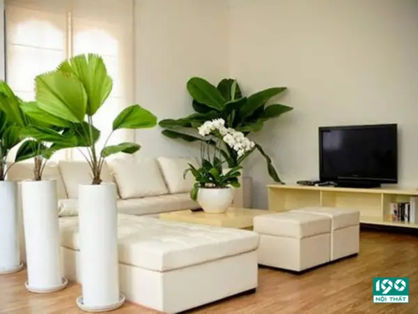 Việc Sử Dụngcây Xanh Trong Phòng Ngủđã Không Còn Xa Lạ Đối Với Mỗi Chúng Ta. Tuy Nhiên Việc Lựa Chọn Đúng Loại Cây Xanh Là Rất Quan Trọng Bởi Vào Ban Đêm Co2 Mà Nó Thải Ra Có Thể Gây Hại Đến Sức Khỏe Của Chúng Ta. Nhưng Đừng Quá Lo Lắng, Bạn Hoàn Toàn Có Thể Sở Hữu Nhữngchậu Cây Cực Đẹp Cho Phòng Ngủcủa Mình Nhờ Những Lời Khuyên Sau Đây Mà Nội Thất 190 Tổng Hợp Được Sau Đây.