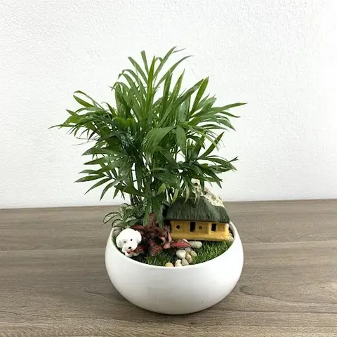 Cây Cau Tiểu Trâm