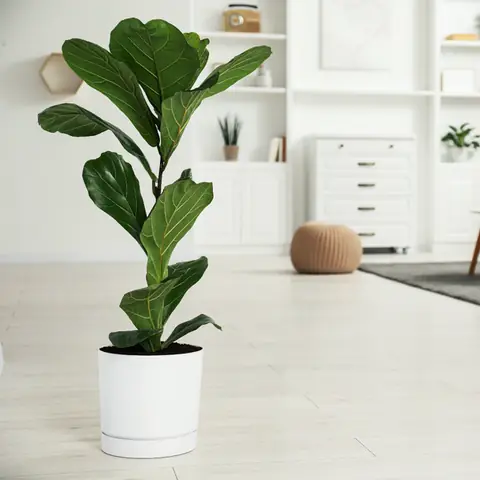 10. Bàng Singapore (fiddle Leaf Fig) - Cây Nội Thất Hiện Đại Lại Dễ Trồng