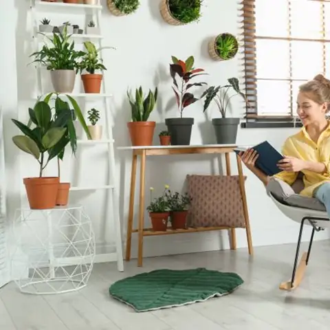 Chưa Từng Biết Gì Về Cây Cối, Có Thể Trồng Cây Nội Thất Không Tàn Không? Chưa Từng Biết Gì Về Cây Cối, Có Thể Trồng Cây Nội Thất Không Tàn Không?