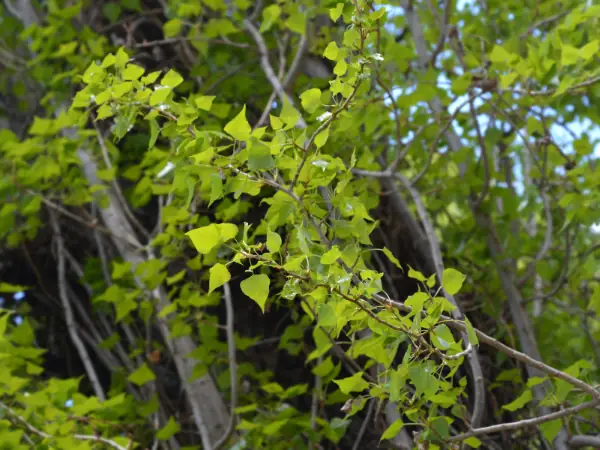 Cây Bạch Dương Cây Bạch Dương