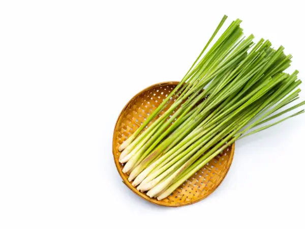 Cây Citronella Cây Citronella