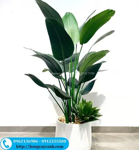 Cây Nội Thất Hà Nội: Cẩm Nang Chọn, Chăm Sóc Hiệu Quả Cho Mọi Nhà