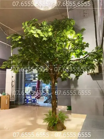Cây Nội Thất Hà Nội: Cẩm Nang Chọn, Chăm Sóc Hiệu Quả Cho Mọi Nhà