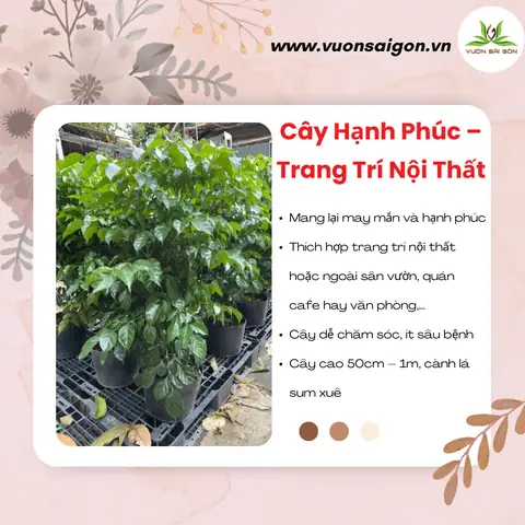 Đặc Điểm Cây Hạnh Phúc