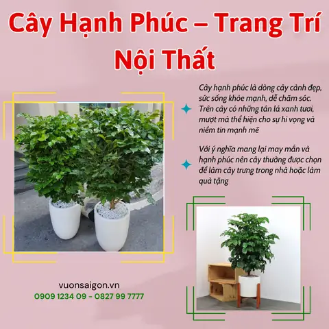 Cay Hanh Phuc Trang Tri Noi That