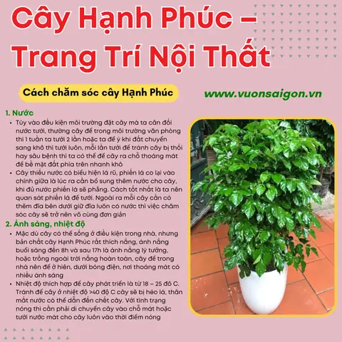Ánh Sáng, Nhiệt Độ
