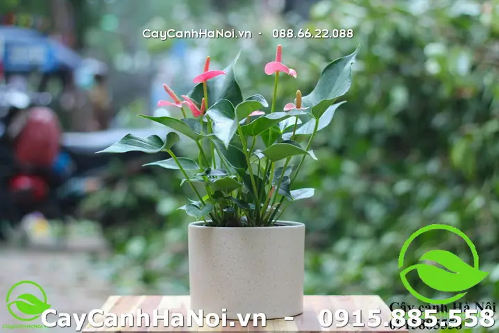 Cây Cảnh Hợp Tuổi Tuất Cây Cảnh Hợp Tuổi Tuất