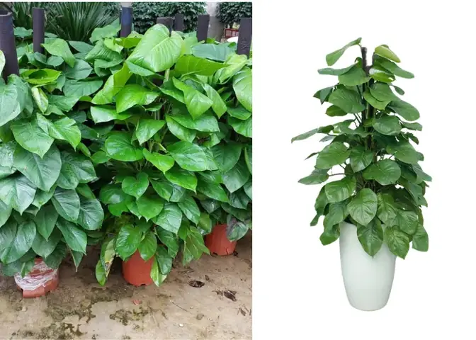 Chậu Cây Trầu Bà Leo Cột – “chiếc Máy Lọc Không Khí Tự Nhiên” Trong Nhà Chậu Cây Trầu Bà Leo Cột – “chiếc Máy Lọc Không Khí Tự Nhiên” Trong Nhà