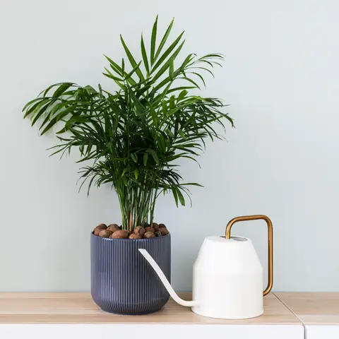 12. Cây Cau Tiểu Trâm (areca Palm) – Cây Nội Thất Với Sức Sống Mãnh Liệt 12. Cây Cau Tiểu Trâm (areca Palm) – Cây Nội Thất Với Sức Sống Mãnh Liệt