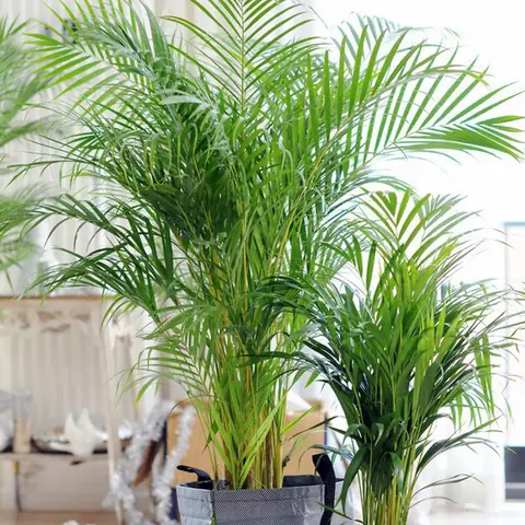12. Cây Cau Tiểu Trâm (areca Palm) – Cây Nội Thất Với Sức Sống Mãnh Liệt