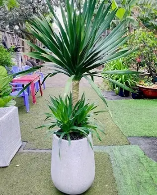 Cây Phát Tài Nội Thất: Lựa Chọn, Chăm Sóc Và Ý Nghĩa Phong Thủy Cây Phát Tài Nội Thất: Lựa Chọn, Chăm Sóc Và Ý Nghĩa Phong Thủy