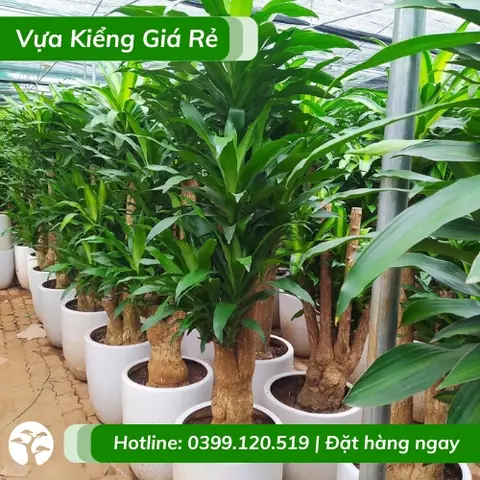 Cây Phát Tài Nội Thất Cây Phát Tài Nội Thất