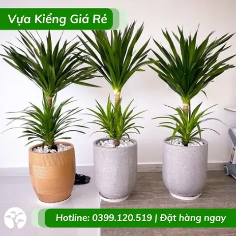 Cây Phát Tài Nội Thất: Lựa Chọn, Chăm Sóc Và Ý Nghĩa Phong Thủy