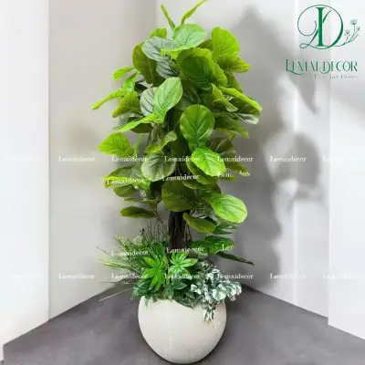 Đặc Trưng Của Cây Bàng Singapore Giả