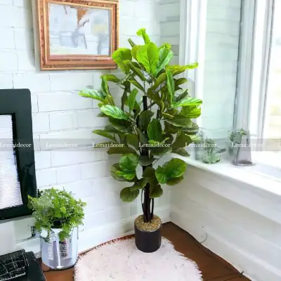 Cây Thân Gỗ Nội Thất