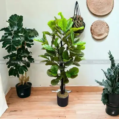 Đôi Nét Về Cây Bàng Singapore