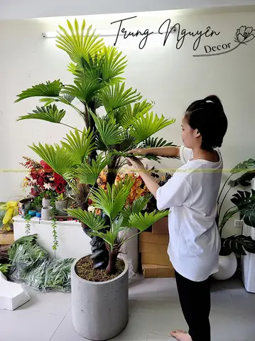 Cây Trang Trí Nội Thất Gia Đình Cây Trang Trí Nội Thất Gia Đình