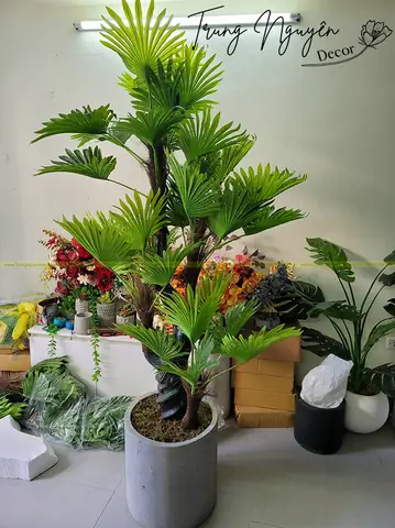 Ý Nghĩa Cây Cọ Giả Ý Nghĩa Cây Cọ Giả